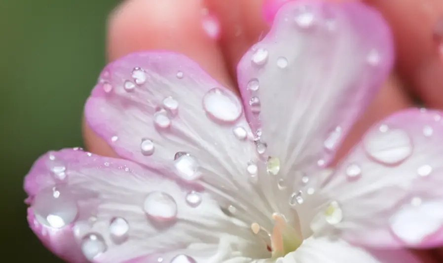 Aevum Vita 525 foaming